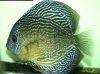 Discus fish; Snakeskin variation, picture 2