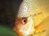 Discus fish; Snakeskin variation, picture 3