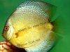 Discus fish; Snakeskin variation, picture 4