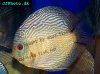 Discus fish; Snakeskin variation, picture 5