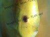 Discus fish; Yellowface Marlboro variation, picture 1