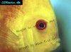 Discus fish; Yellowface Marlboro variation, picture 3