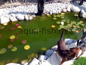 Garden fish pond