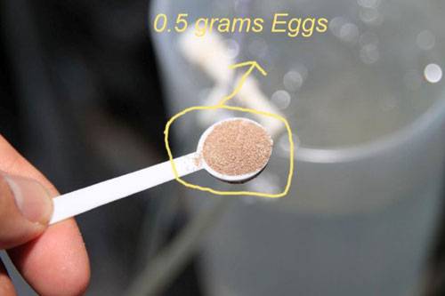 How to hatch brine shrimp, picture 6