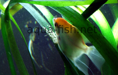 Angelfish laying eggs, 2