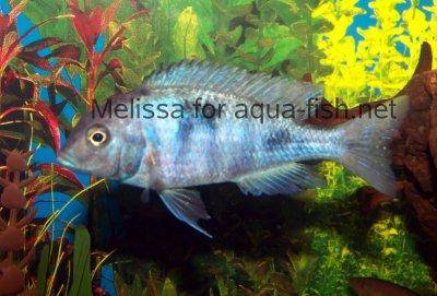 Blue Dolphin Cichlid, picture 1