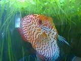 Discus fish article - image 10