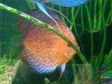 Discus fish article - image 11