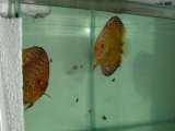 Discus fish article - image 8