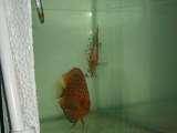 Discus fish article - image 9