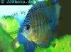 Discus fish; Blue Alenquer variation