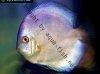 Discus fish; Blue Diamond variation