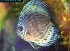 Discus fish; Blue Turquoise variation