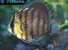 Discus fish; Brown variation, picture 1