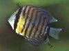 Discus fish; Brown variation, picture 2