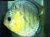 Discus fish; Coari Red Spotted Gree variation