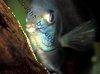 Discus fish; Cobalt Blue variation, picture 5