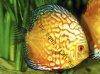 Discus fish; Golden Pigeon, picture 4