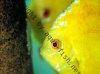 Discus fish; Golden Sunrise, picture 4