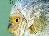 Discus fish; Jade Pigeon variation, picture 1