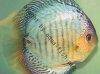 Discus fish; Powder Blue Snakeskin variation, picture 3
