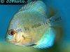 Discus fish; Red Eye Blue Diamond variation