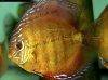 Discus fish; Red Rose variation, picture 3