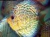 Discus fish; Red Spotted Green variation, picture 1