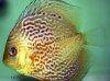 Discus fish; Red Spotted Leopard Snakeskin variation