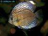 Discus fish; Red Turquoise Leopard variation, picture 1