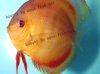 Discus fish; San Merah Solid Red variation, picture 1