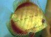Discus fish; San Merah Solid Red variation, picture 2