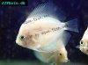 Discus fish; White Diamond variation