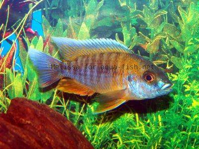 Peacock cichlid, picture 2