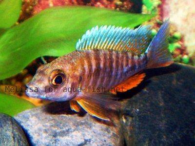 Peacock cichlid, picture 3