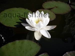 Water lily, picture 1