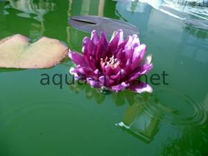 Water lily, picture 4
