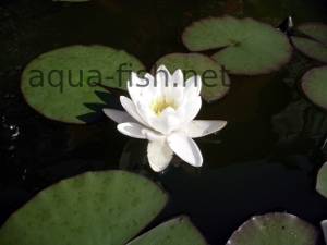 Water lily, picture 7