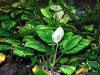 Anubias nana, resized small image