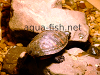 Resized image of aquarium turtles, 1