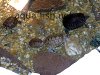 Resized image of aquarium turtles, 2
