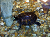 Resized image of aquarium turtles, 3