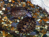 Resized image of aquarium turtles, 4