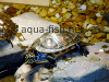 Resized image of aquarium turtles, 5