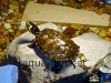 Resized image of aquarium turtles, 6