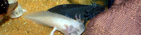Axolotl, resized image 1