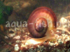 Mystery snail, resized image 2