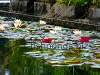 Pond plants, resized image 1