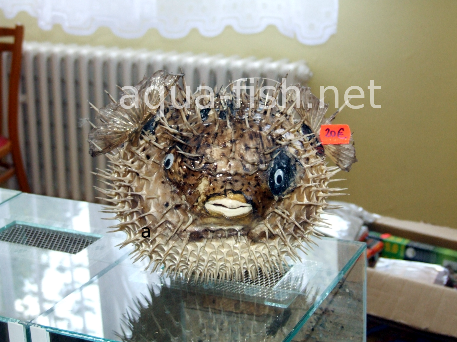 brackish water puffer fish