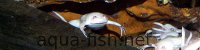 African clawed frogs, resized image 1